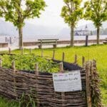 Jak uprawiać egzotyczne lilie w ogrodzie?