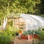 Jakie rośliny ozdobne przetrwają mróz?