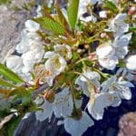 Choroby pomidorów – jak uniknąć zarazy ziemniaczanej?