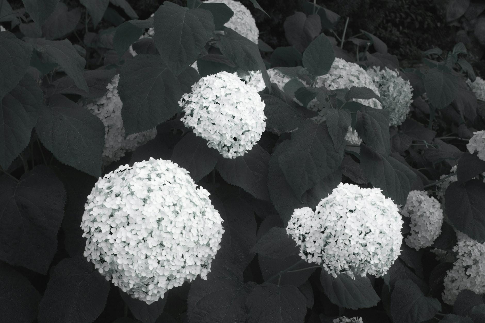 Białe kwiaty hortensji w zacienionym ogrodzie