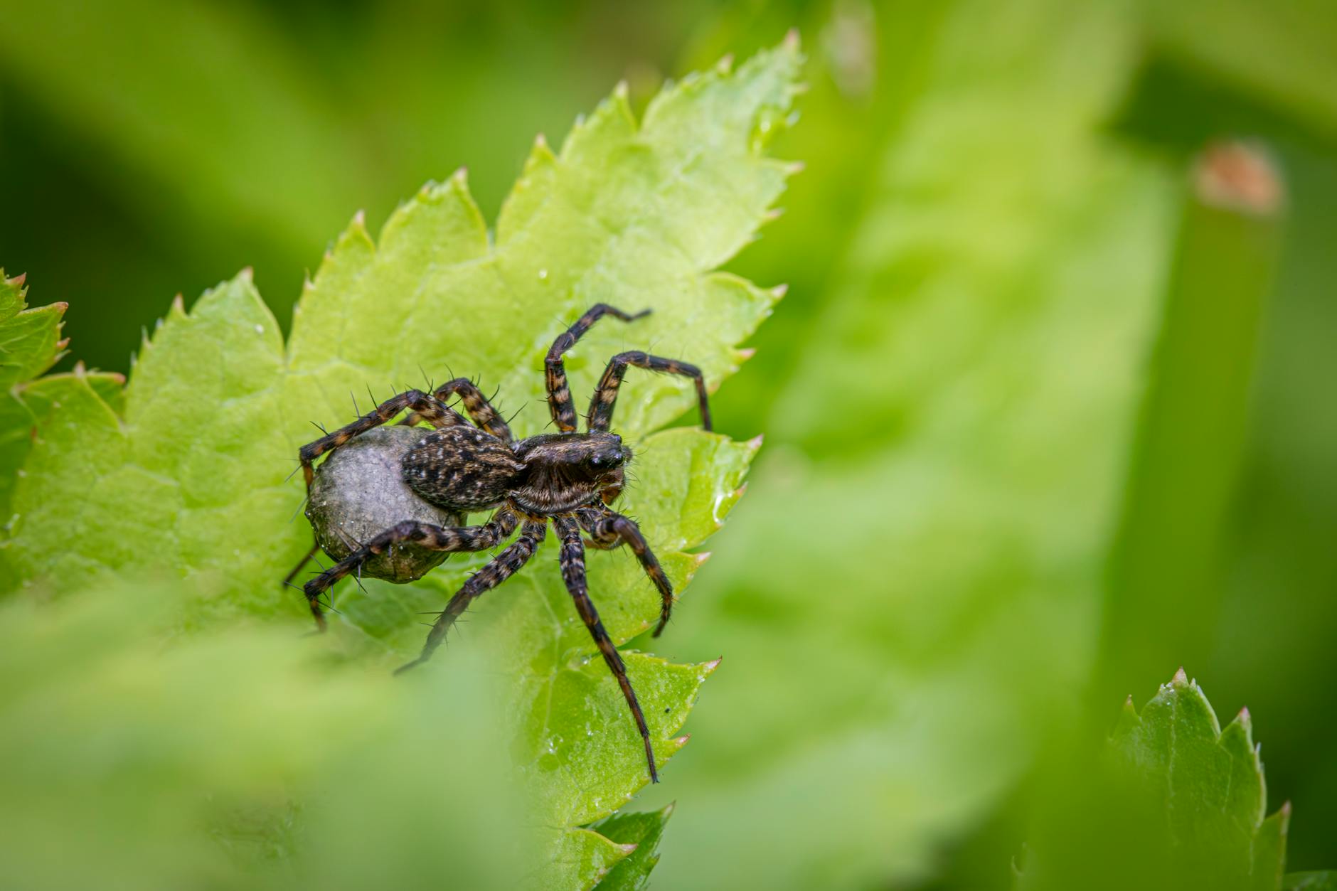 Pająk Pardosa milvina na zielonym liściu wśród roślin balkonowych