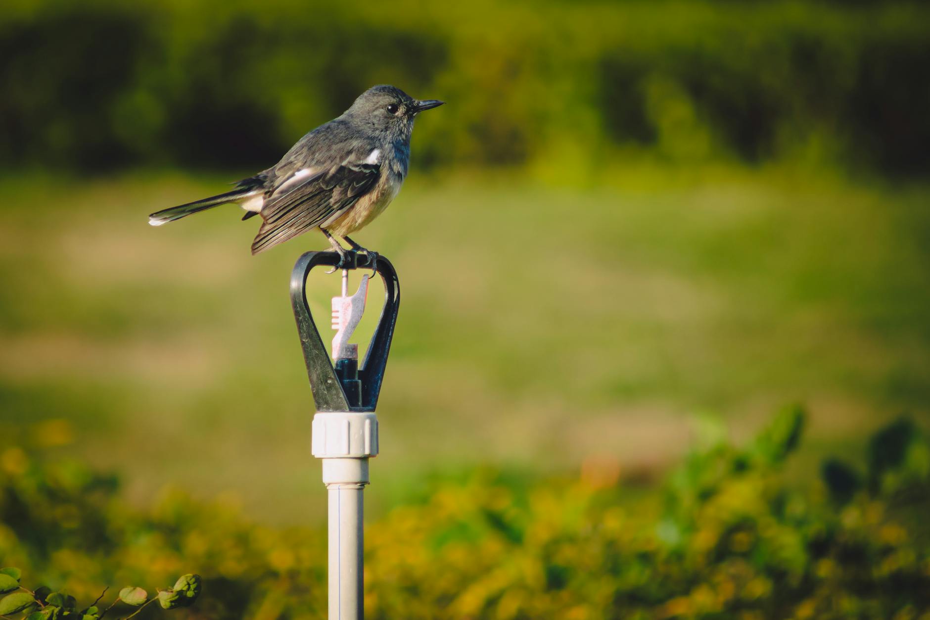 Rodzinny ogród z wydzieloną strefą zabawy dla dzieci i miejscem wypoczynku