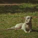 Ogród przydomowy z psem: jak zabezpieczyć rabaty i jakie rośliny wytrzymają bieganie Spokojny pies leży na trawniku w przydomowym ogrodzie