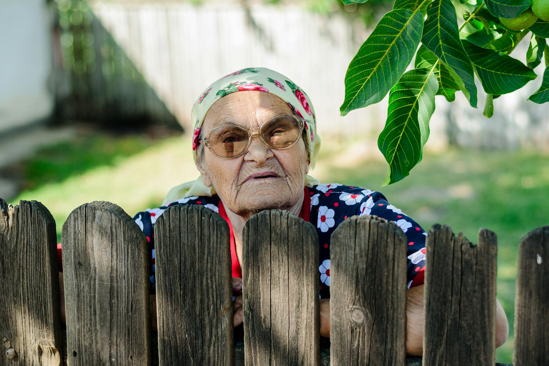 Starsza kobieta w chustce zagląda znad drewnianego płotu na działce Starsza kobieta w chustce zagląda znad drewnianego płotu na działce
