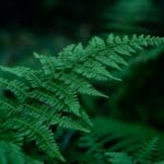 Zbliżenie soczyście zielonych liści paproci w cienistym ogrodzie