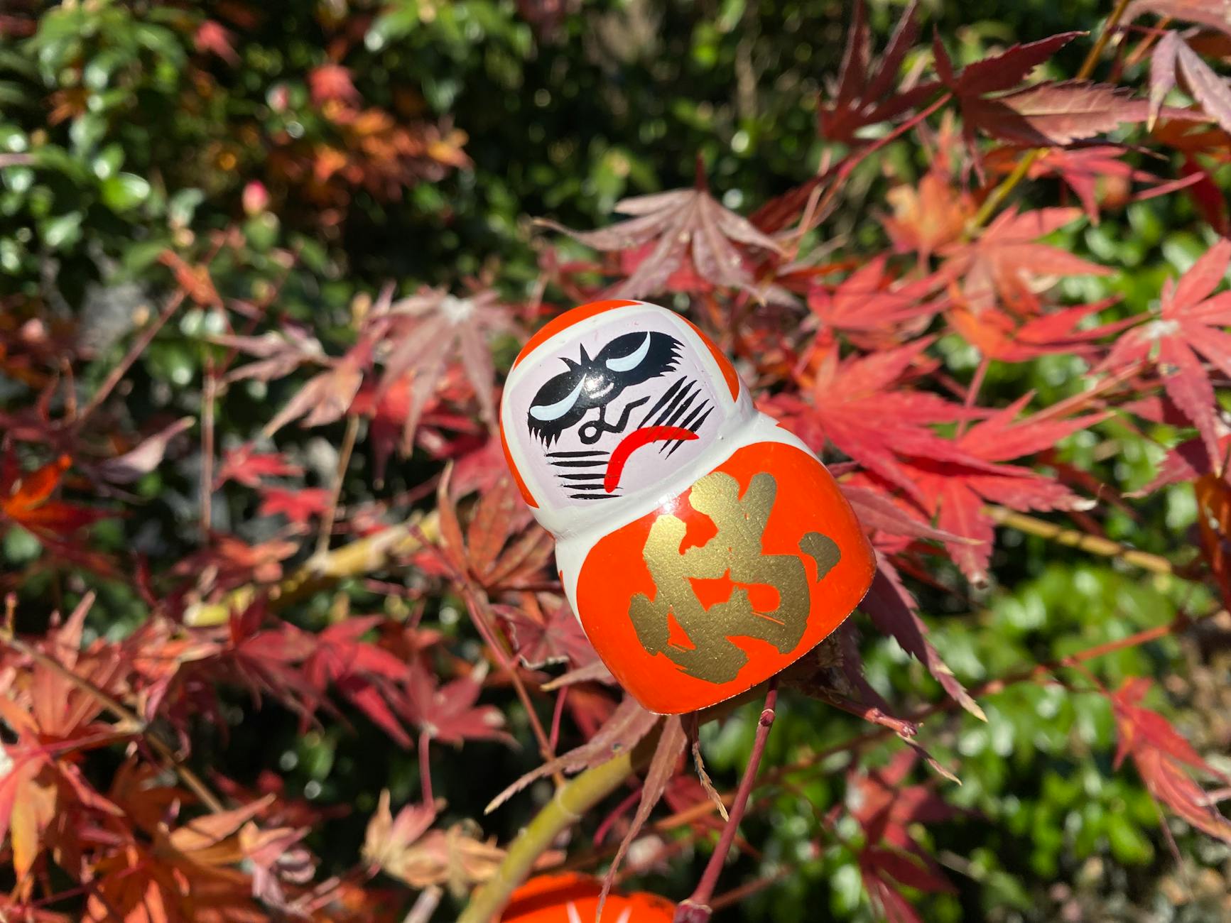 Czerwona lalka daruma wśród czerwonych liści klonu palmowego jesienią