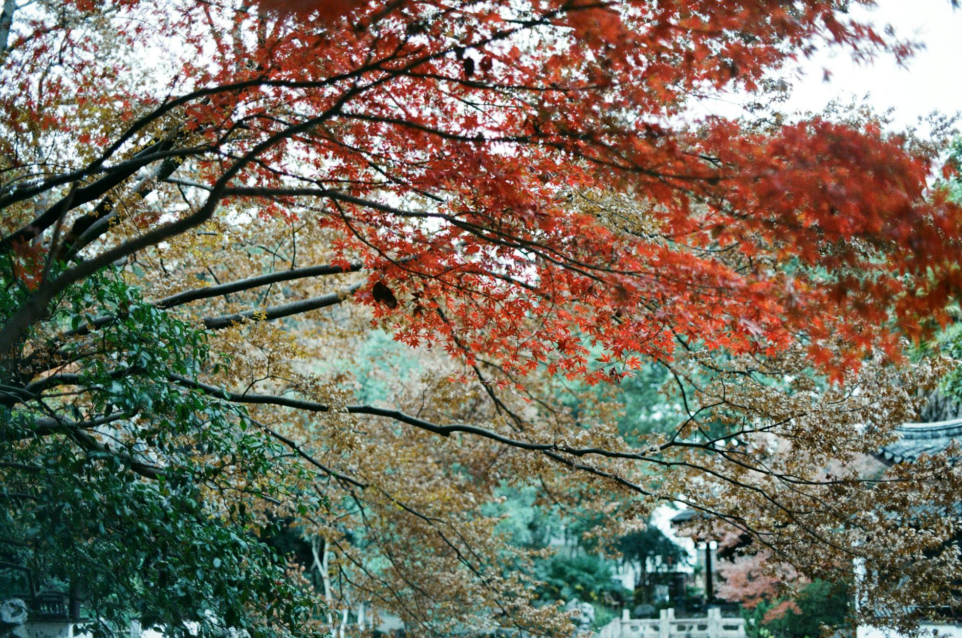 Czerwone i brązowe liście klonu palmowego w jesiennym ogrodzie