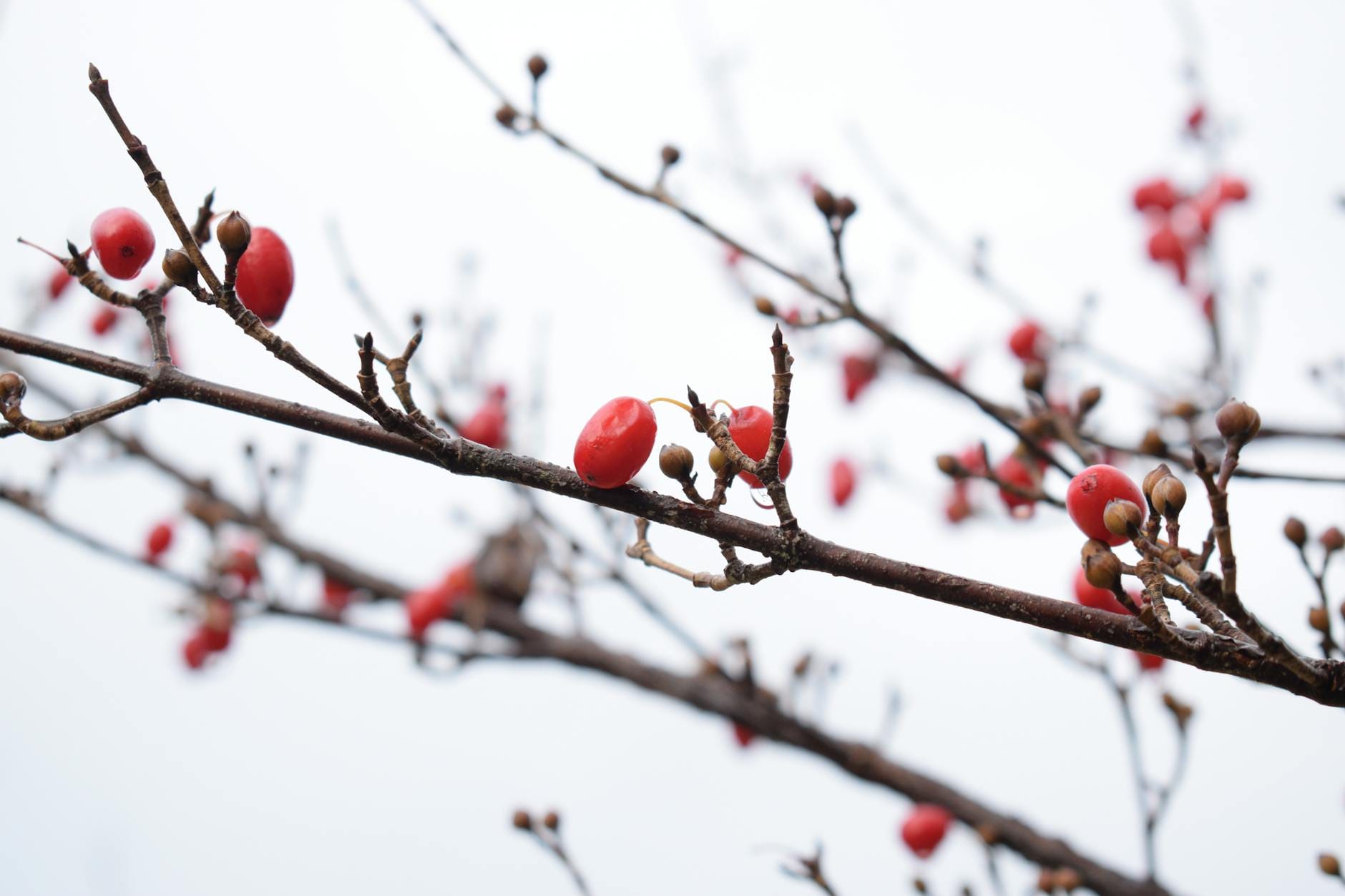 Czerwone owoce derenia na gałązce zimą
