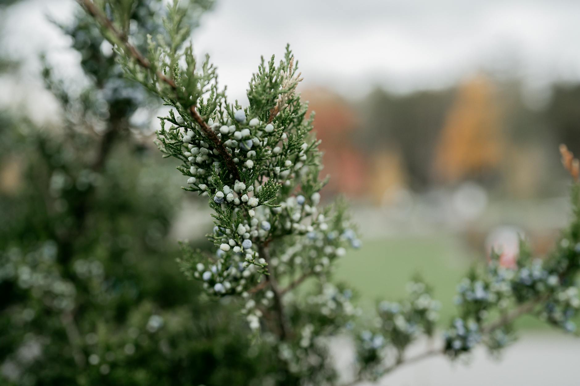 Gałązka jałowca z granatowymi jagodami w jesiennym ogrodzie
