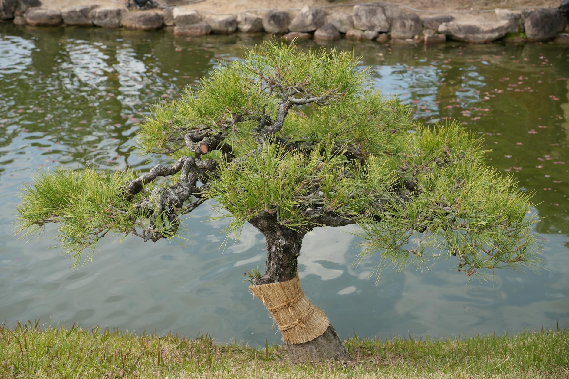 Japoński ogród z oczkiem wodnym otoczonym roślinami