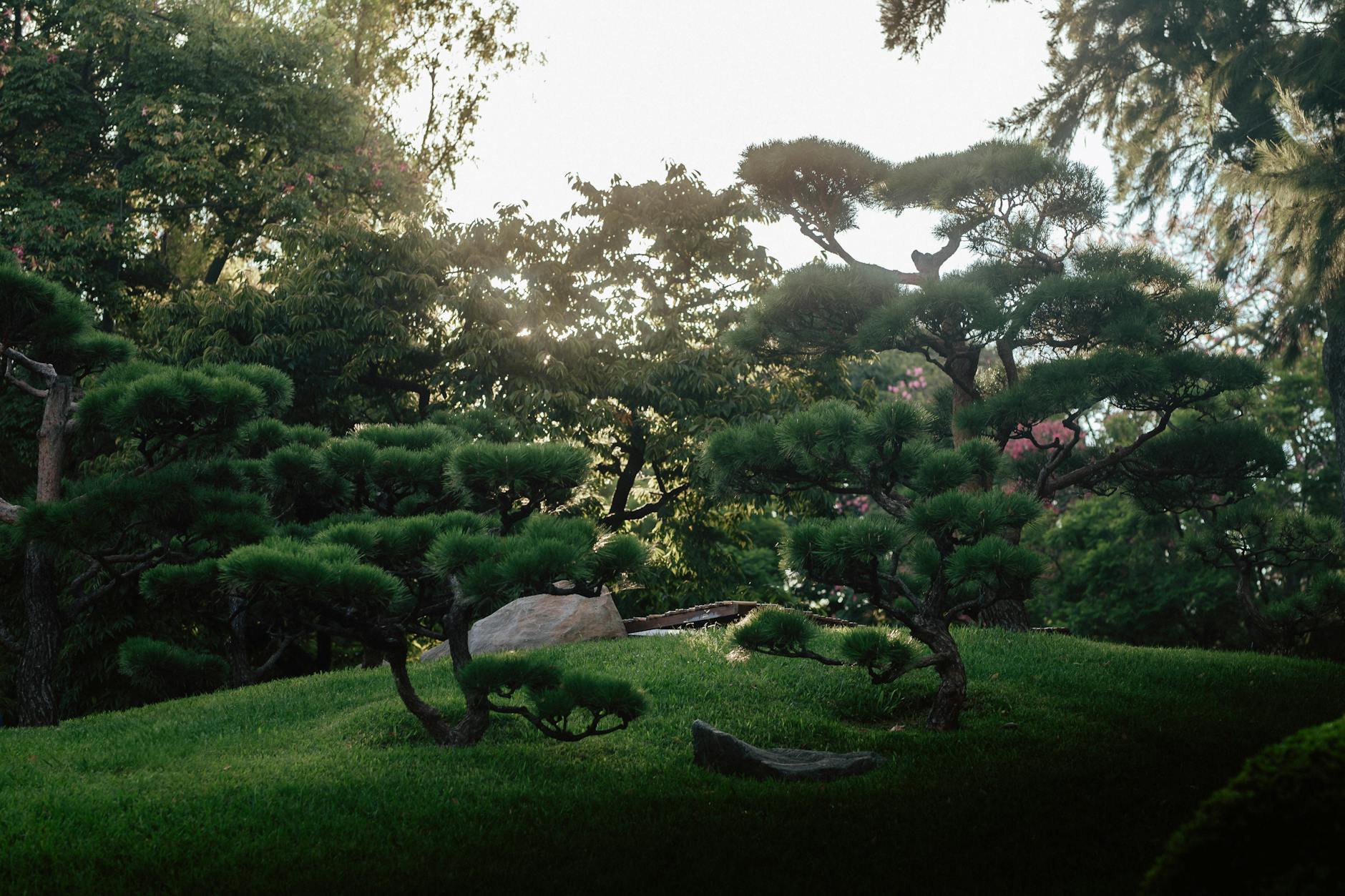 Japoński ogród z przycinanymi drzewkami bonsai w miękkim wieczornym świetle