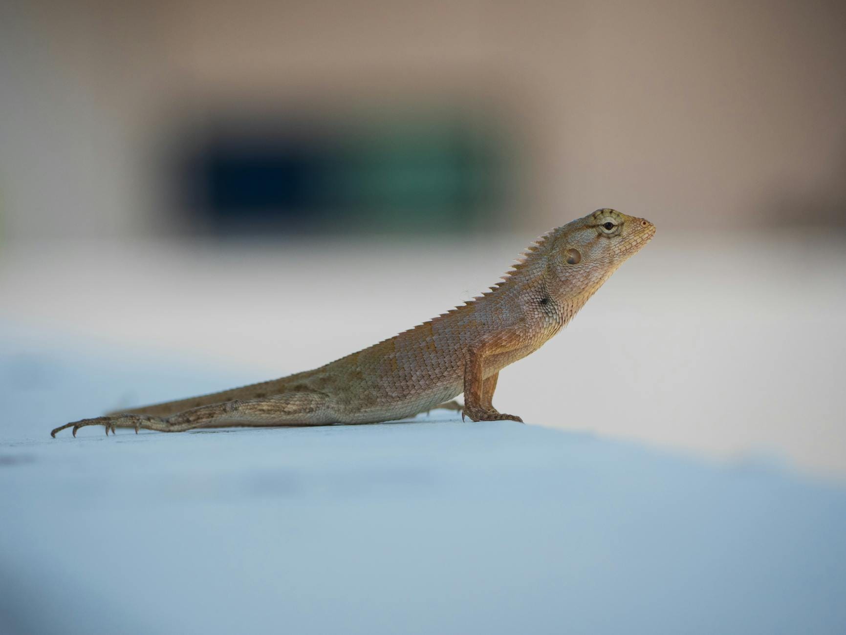 Jaszczurka orientalna na niebieskim podłożu w egzotycznym ogrodzie