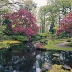 Dlaczego klon palmowy usycha na brzegach i jak go uratować? Jesienny japoński ogród z klonami palmowymi nad spokojnym stawem