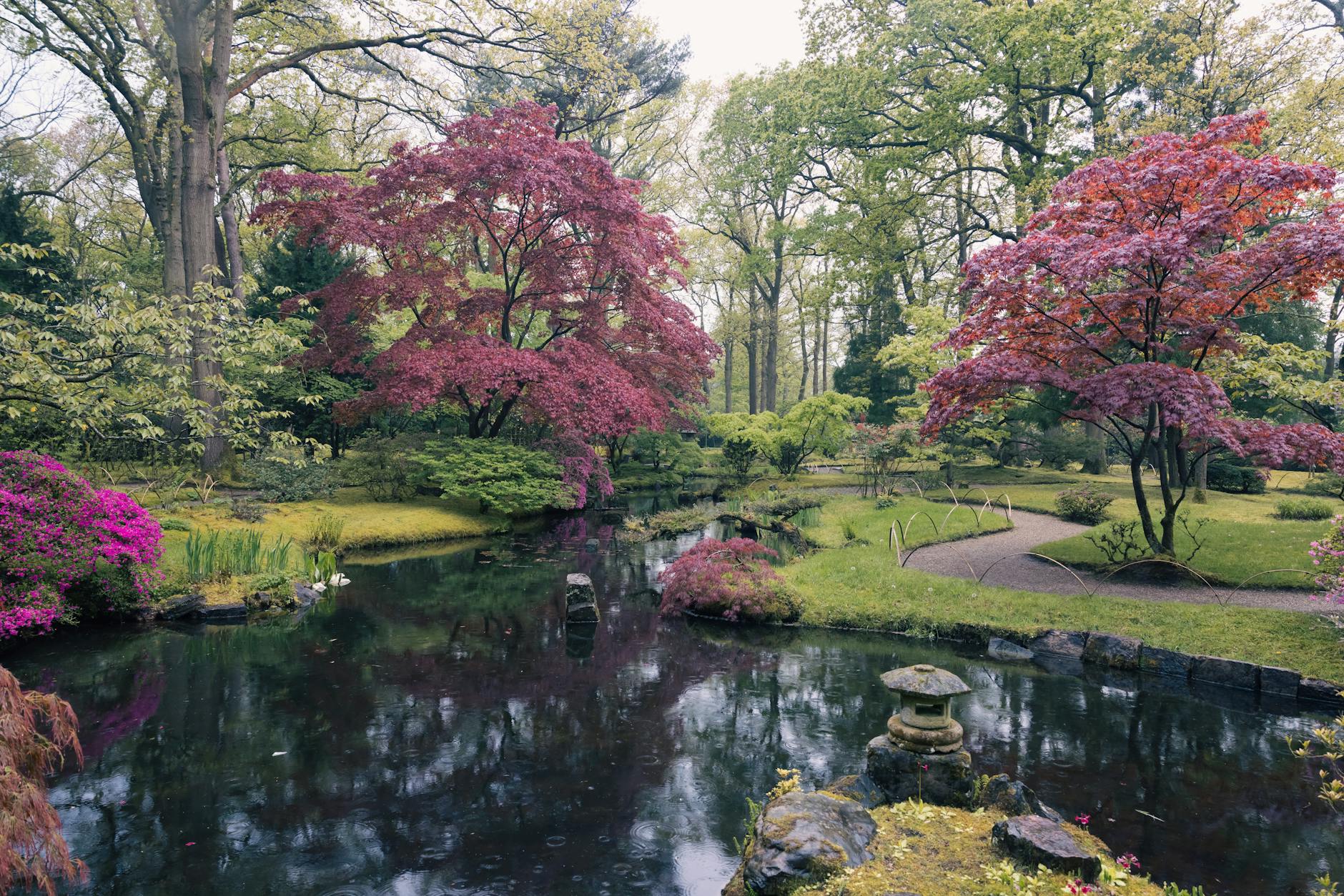 Dlaczego klon palmowy usycha na brzegach i jak go uratować? Jesienny japoński ogród z klonami palmowymi nad spokojnym stawem