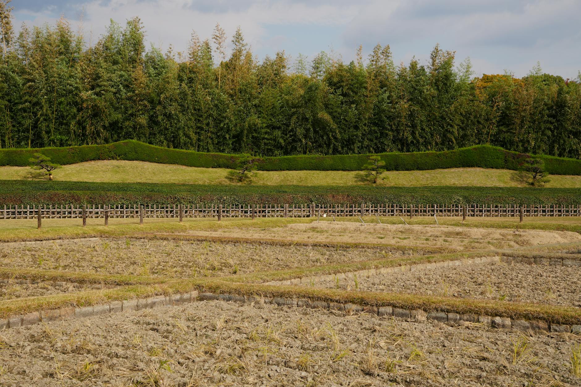 Jesienny ogród z gęstymi bambusami tworzącymi zieloną ścianę