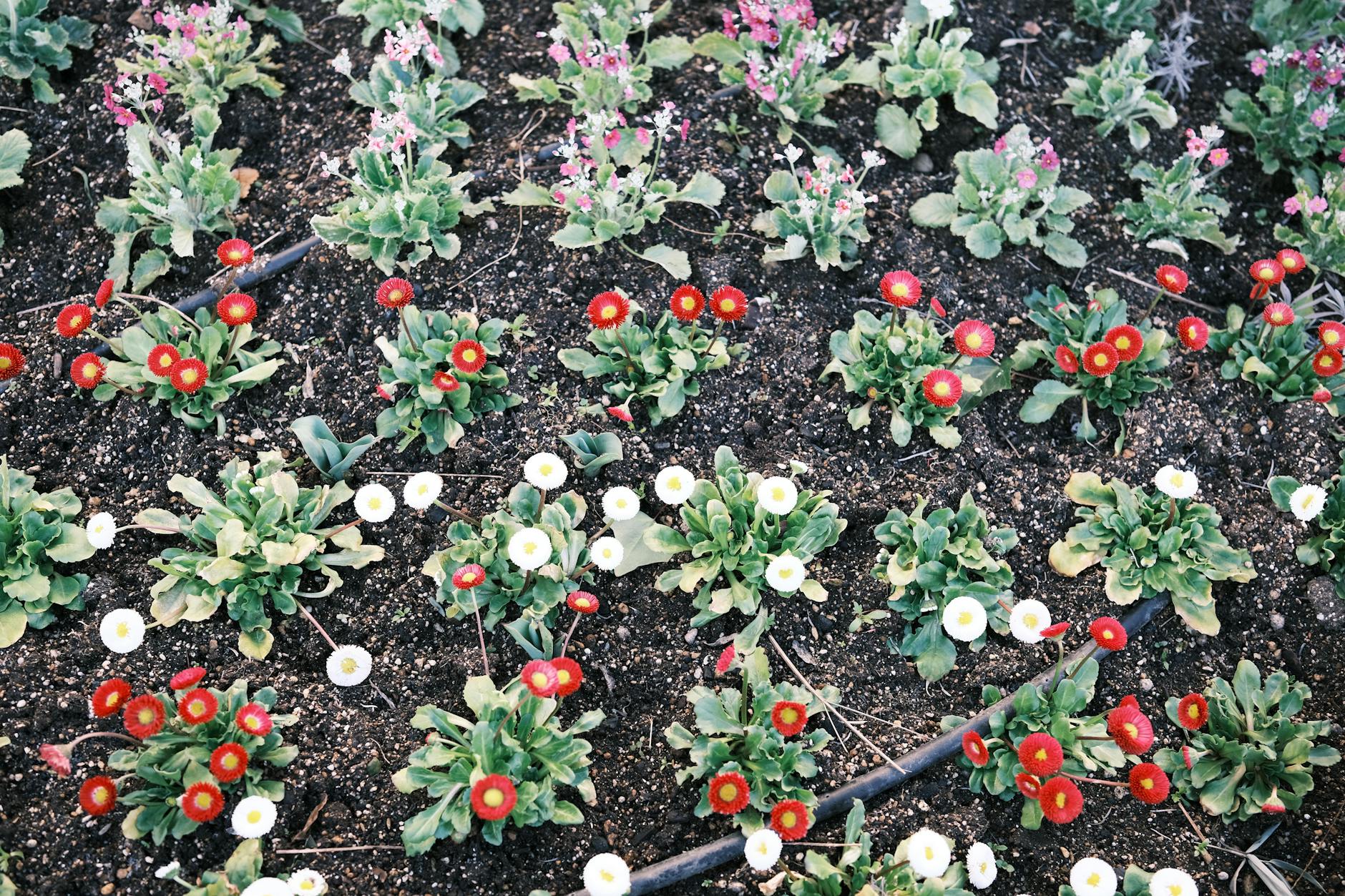 Kolorowa rabata z czerwonymi i białymi kwiatami wiosną w Toyohashi