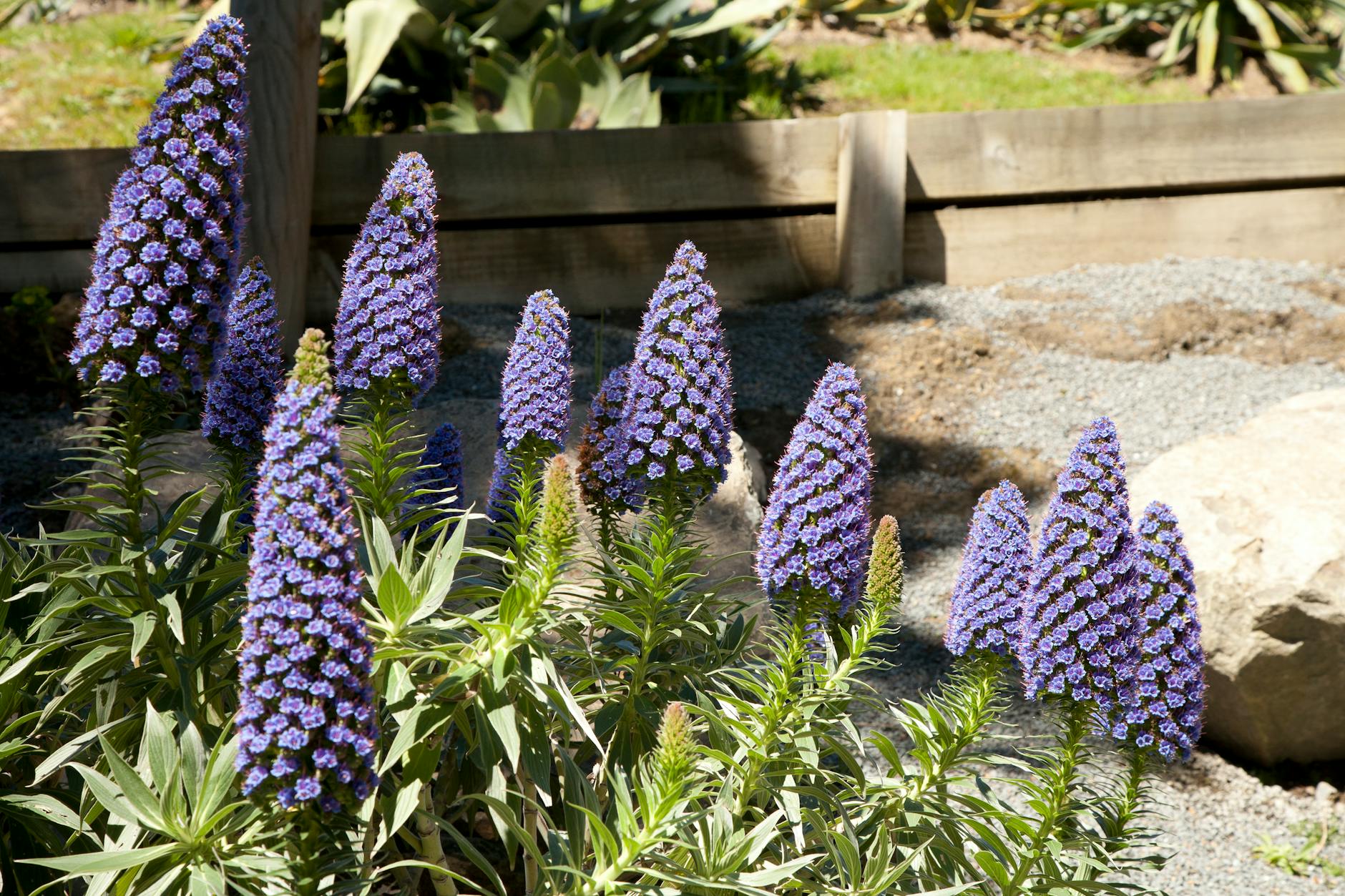 Kwitnący fioletowy krzew Pride of Madeira w nasłonecznionym ogrodzie