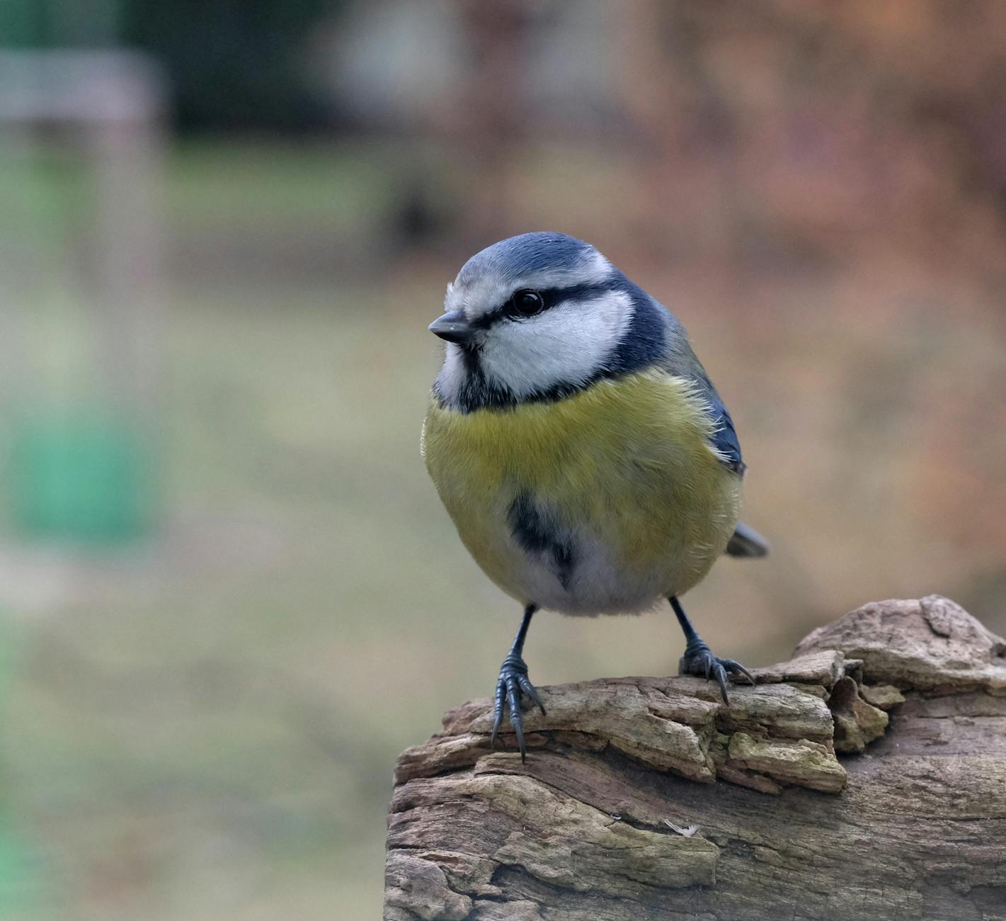 Przydomowy ogród przy lesie z cienistymi rabatami i suchą glebą