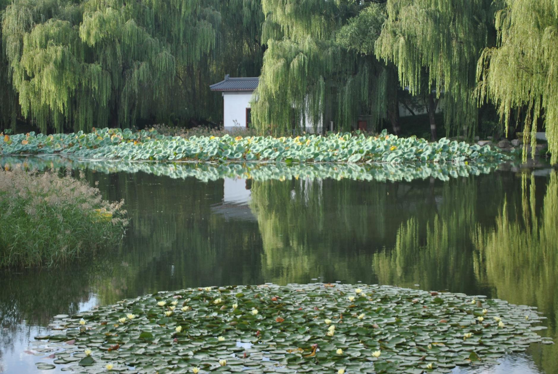 Spokojne oczko wodne z liliami i wierzbami otoczonymi bujną zielenią