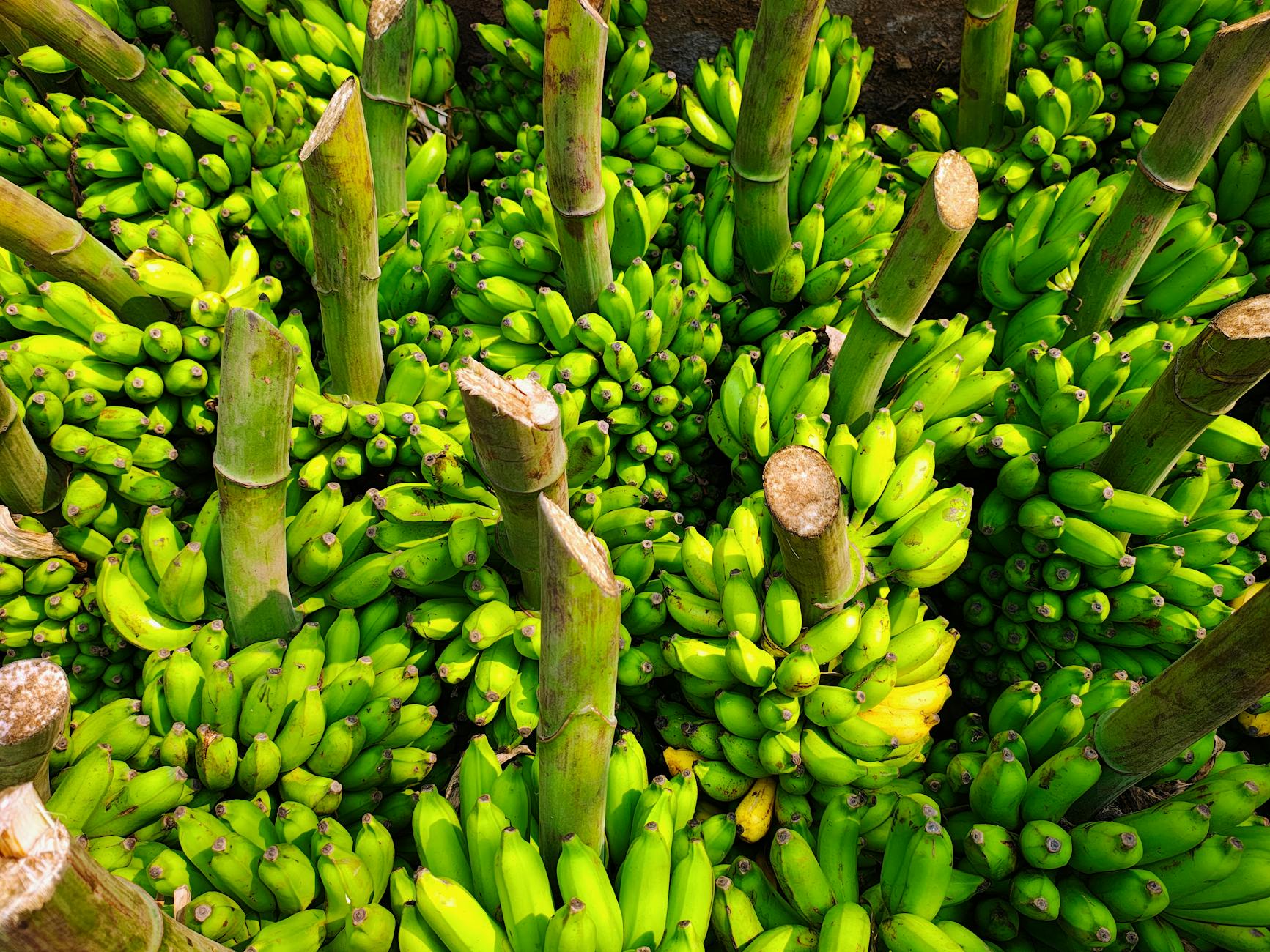 Świeżo zebrane zielone banany z obciętymi ogonkami z góry