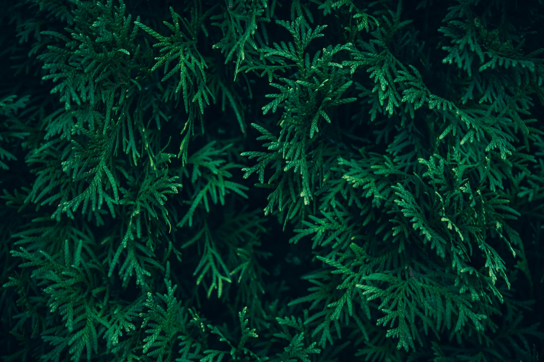 Zbliżenie gęstej, zdrowej zielonej łuski żywotnika