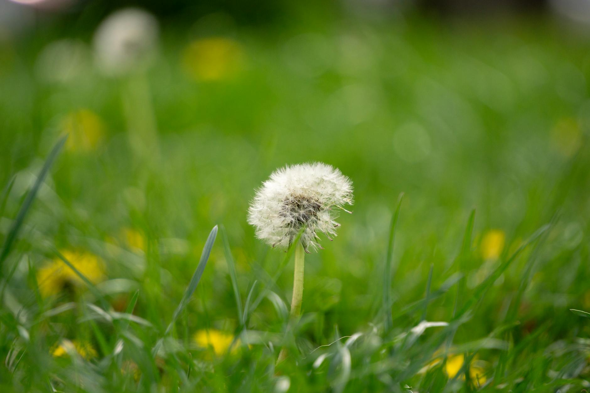 Zbliżenie na dmuchawiec na tle intensywnie zielonej wiosennej łąki