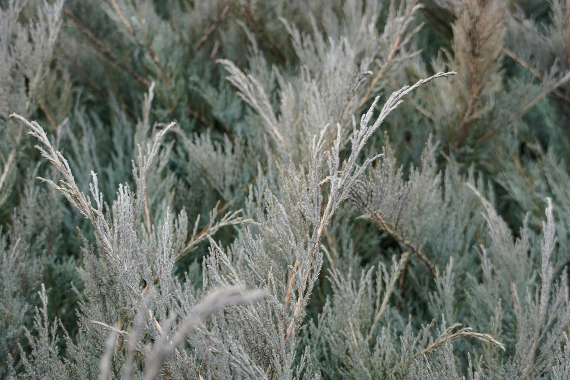 Zbliżenie zielonych igieł zdrowej gałązki żywotnika