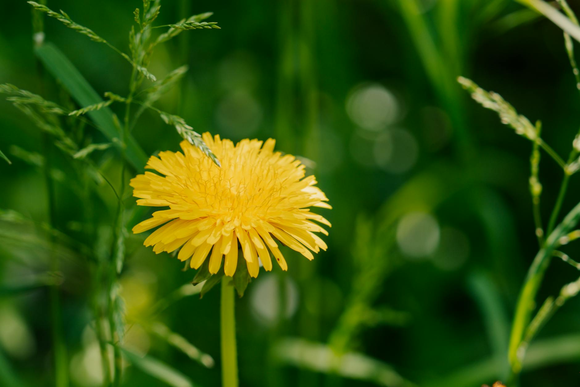 Chwasty dwuliścienne w murawie: jak je rozpoznać i usuwać bez strat w trawie? Żółty mniszek lekarski rosnący w gęstej zielonej murawie