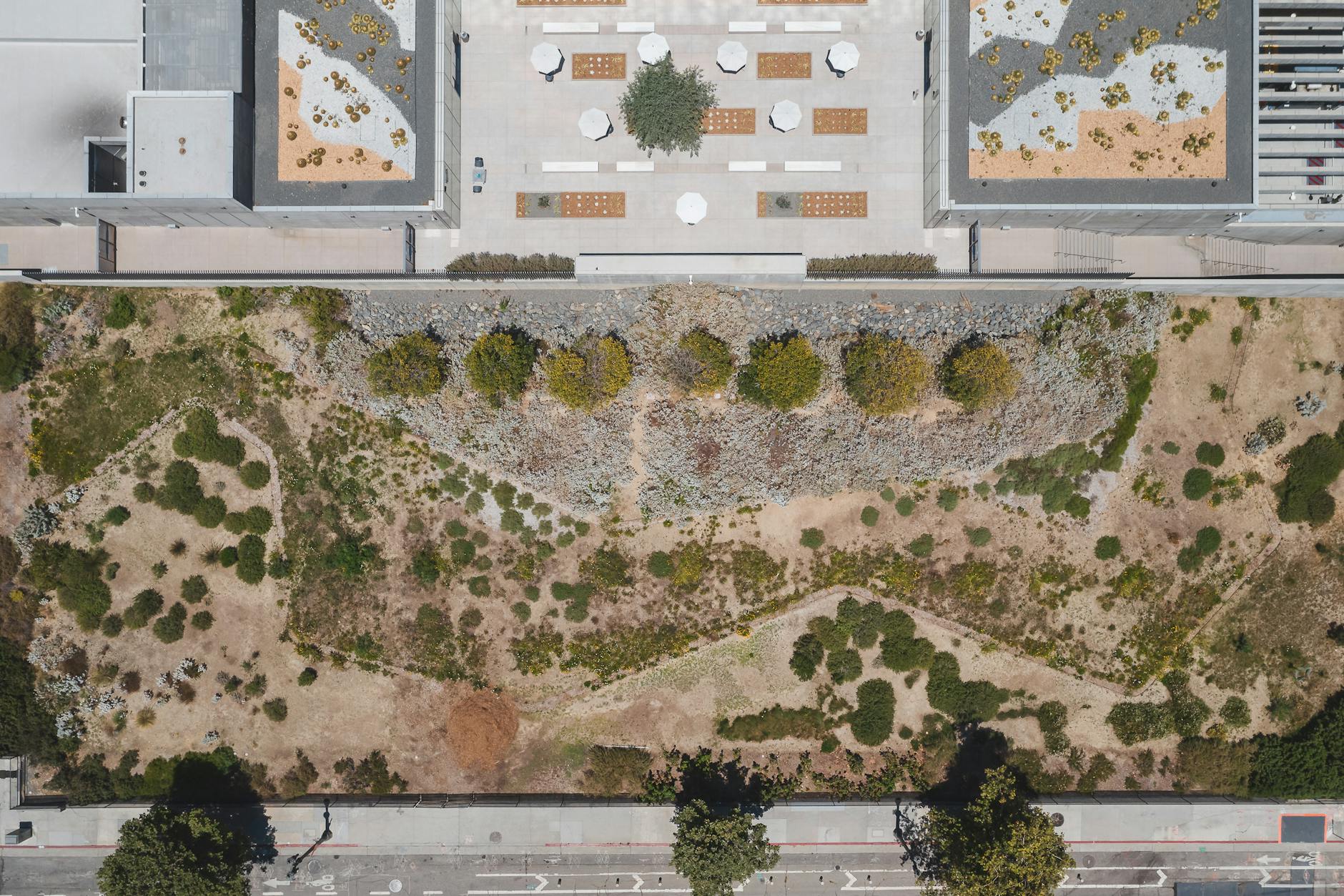 Zróżnicowane krzewy na zielonym dachu w pełnym słońcu