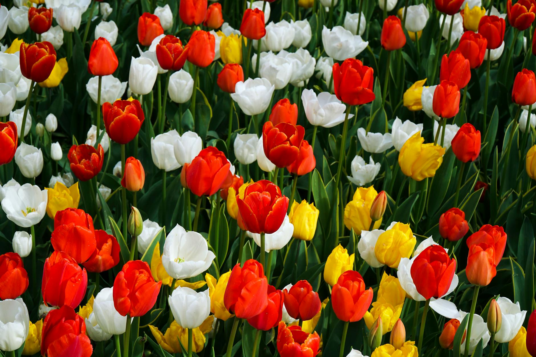 Czerwone, żółte i białe tulipany kwitnące w wiosennym ogrodzie