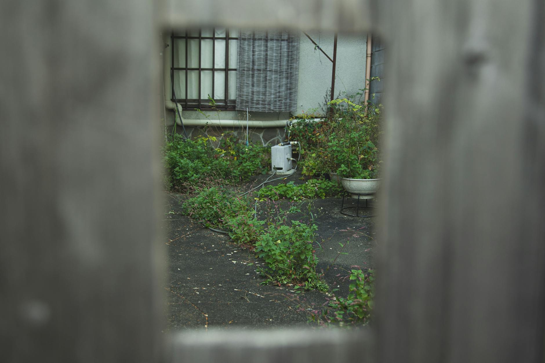 Doniczka i trawa wyrastająca z asfaltu za drewnianym ogrodzeniem