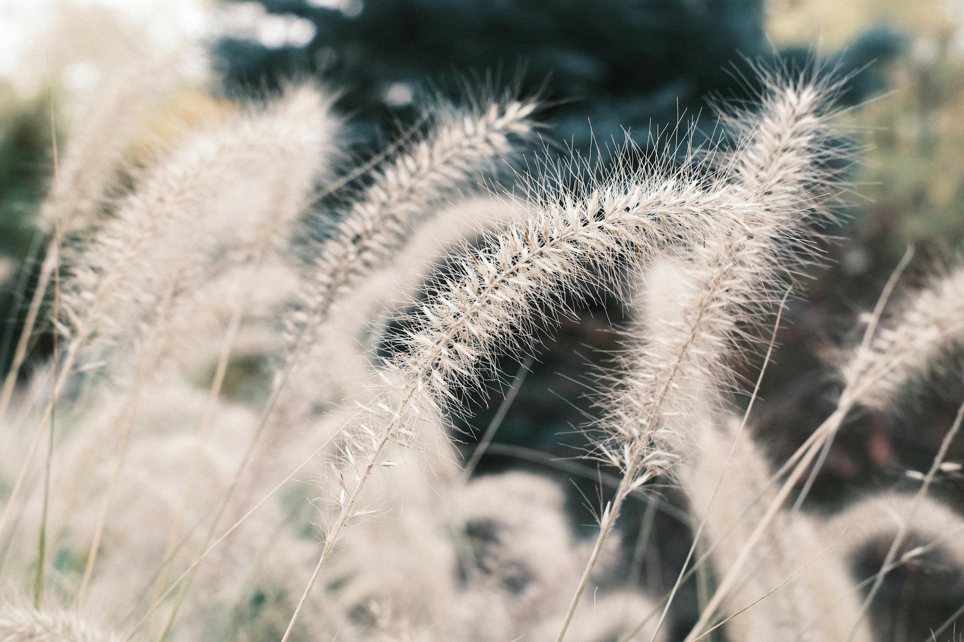 Kołyszące się na wietrze trawy pampasowe w miękkim świetle w ogrodzie