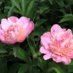 Kwitnące różowe piwonie w ogrodzie w otoczeniu zielonych liści