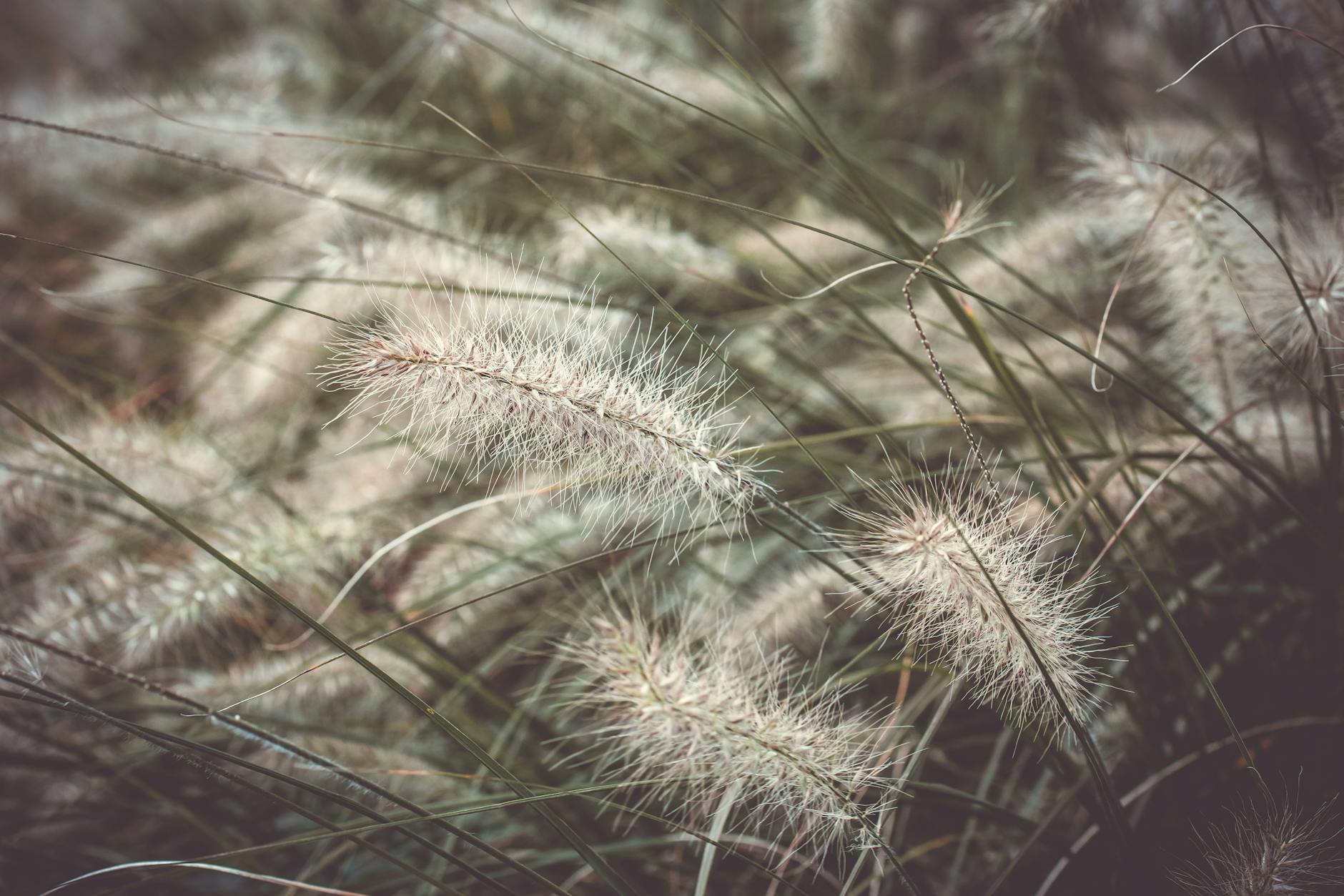 Puszyste kłosy trawy ozdobnej w zbliżeniu, widoczna faktura liści