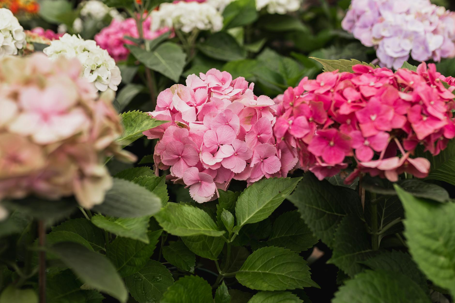 Różowe i czerwone hortensje w pełnym rozkwicie wśród zielonych liści