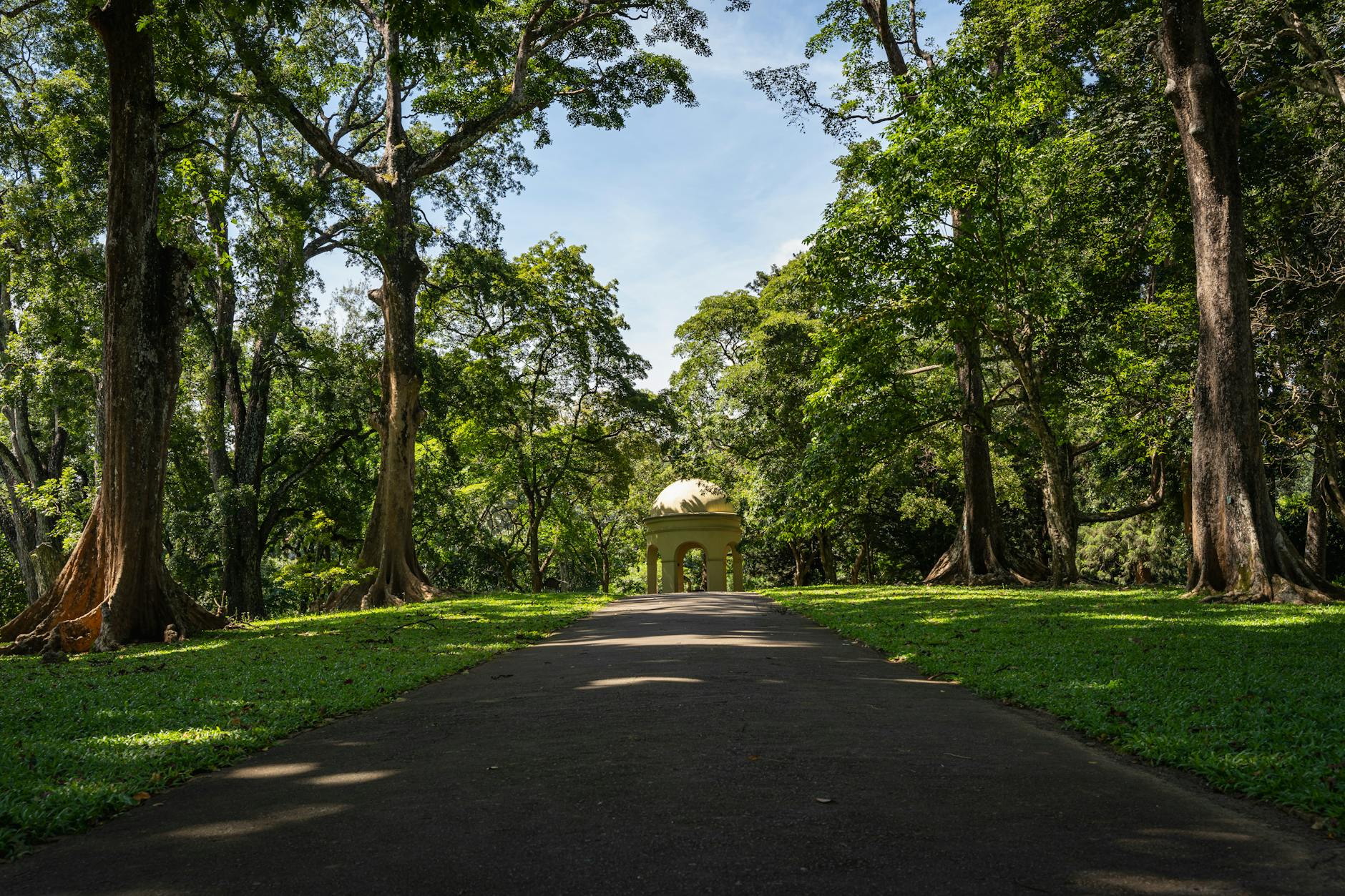 Zacieniona alejka w bujnym arboretum otoczona zielonymi drzewami