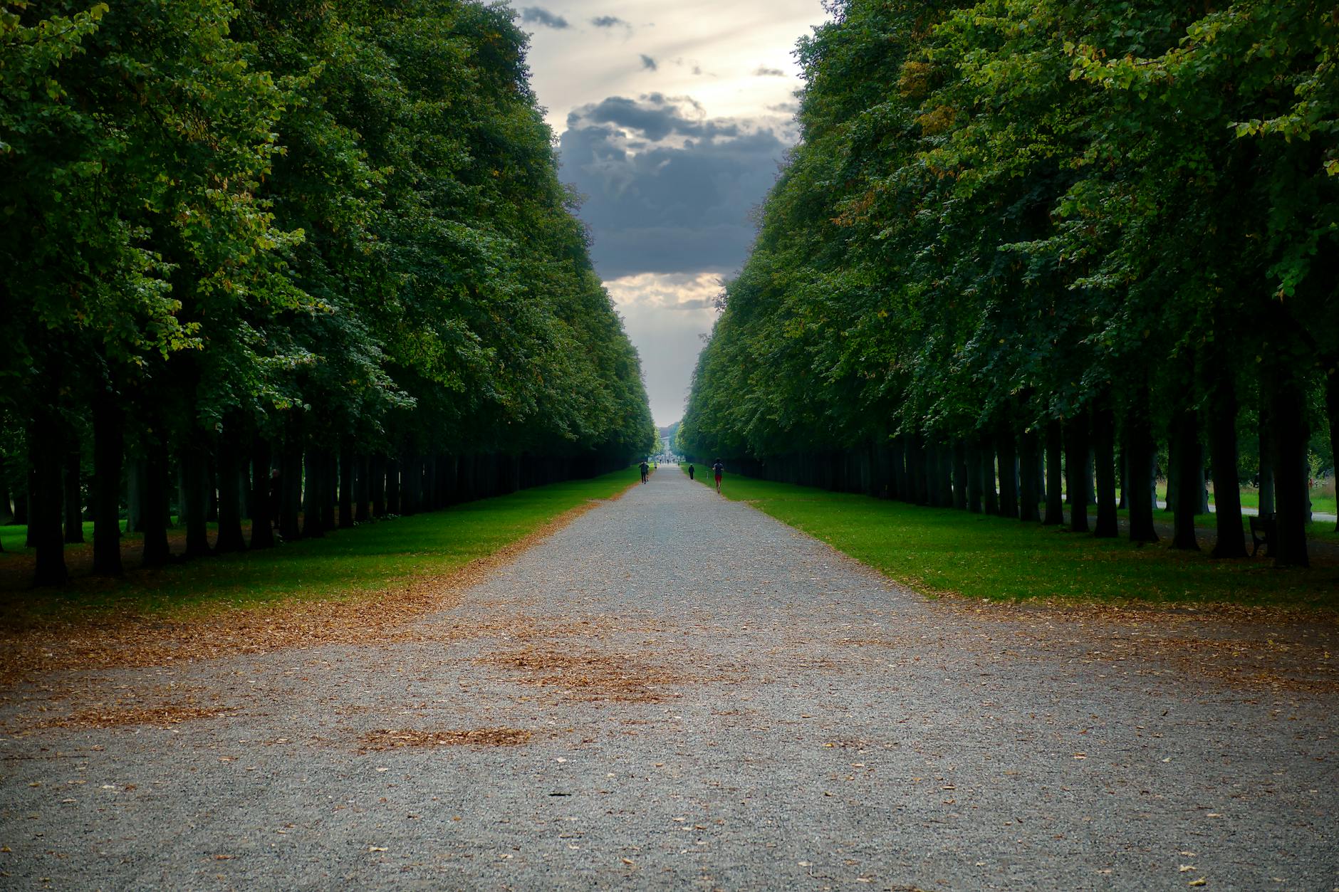 Zacieniona ścieżka w zielonym parku z alejką pod koronami drzew