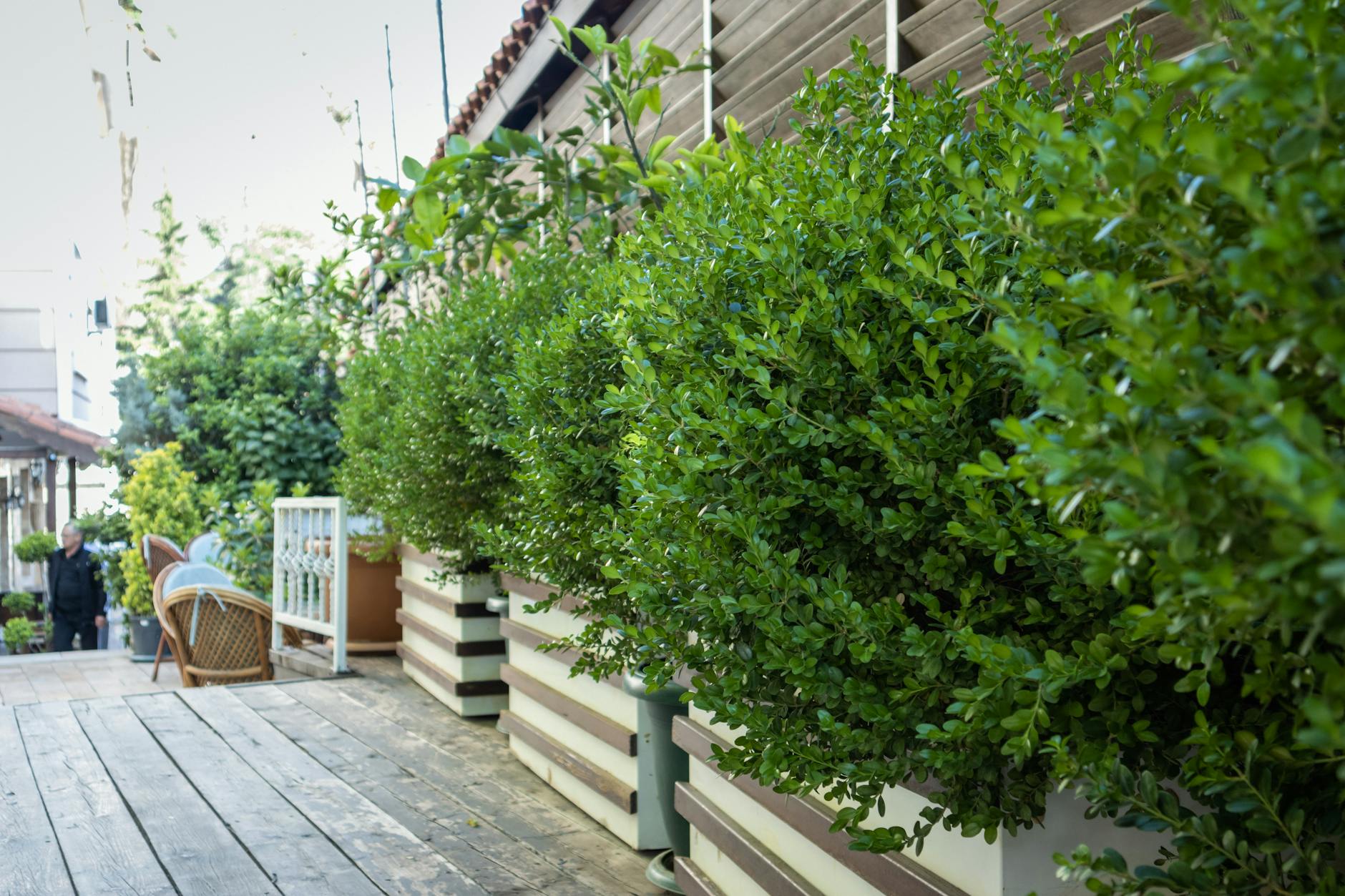 Betonowe donice z bujną zielenią na nowoczesnym tarasie