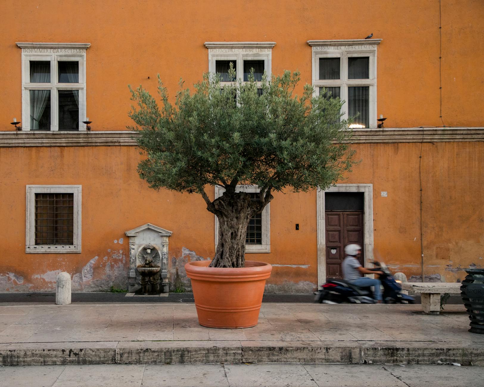 Drzewko oliwne w dużej donicy przy ulicznej fontannie w Rzymie
