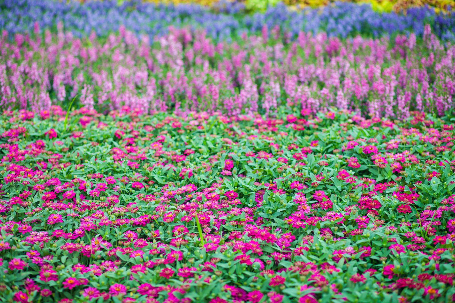 Kolorowa rabata kwiatowa w odcieniach różu i fioletu na tle zieleni