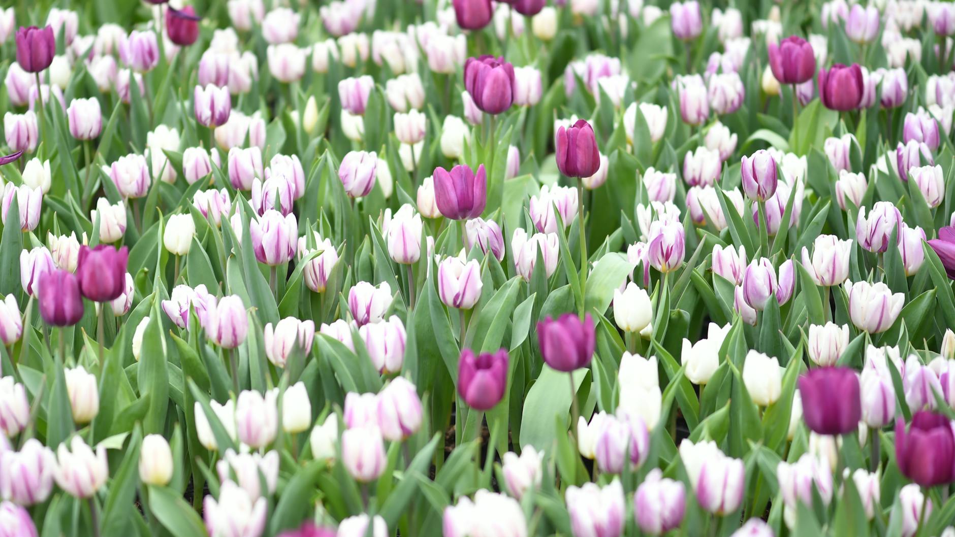 Wiosenna rabata pełna różowych i fioletowych tulipanów