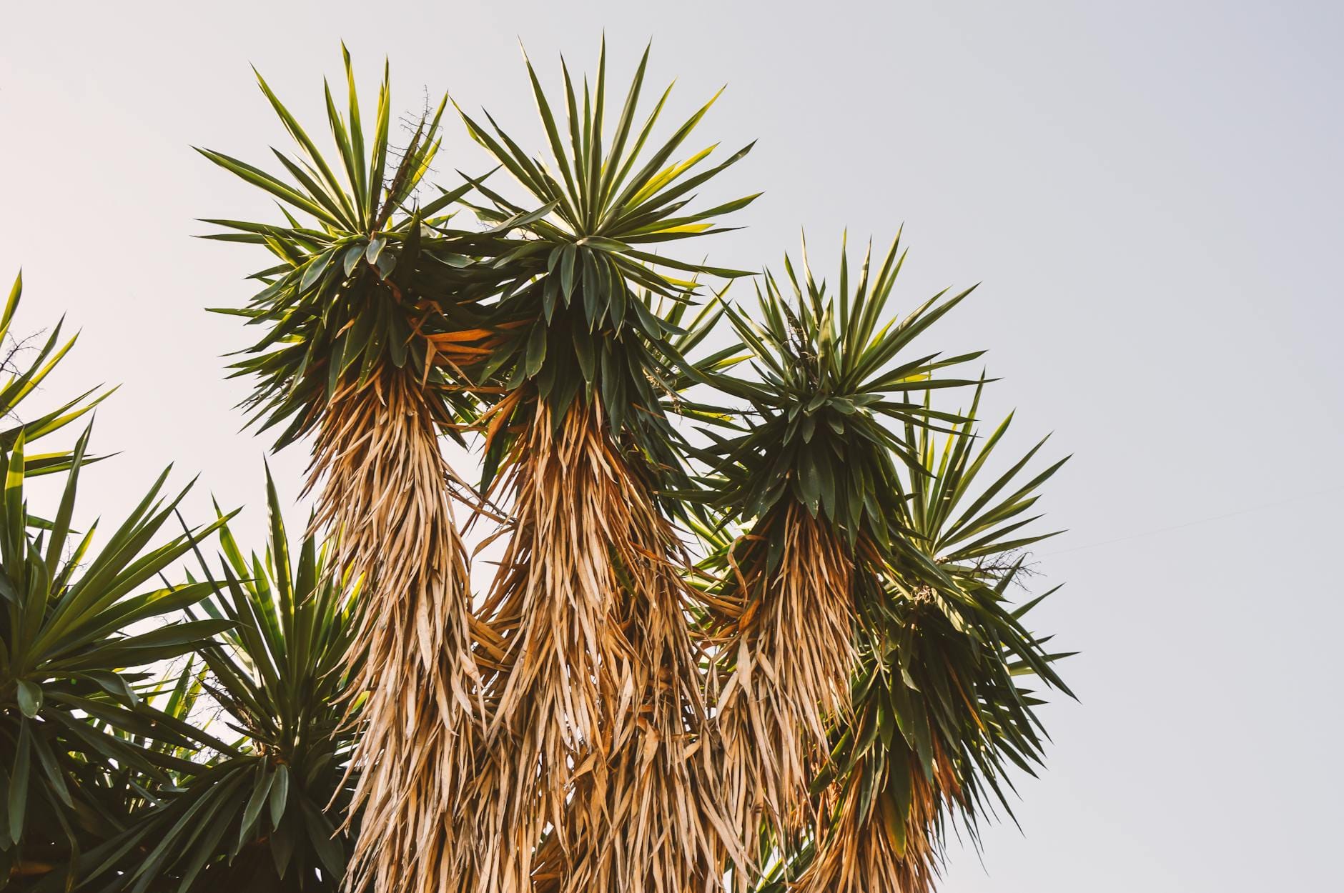 Wyschnięte liście juki na tle czystego, błękitnego nieba