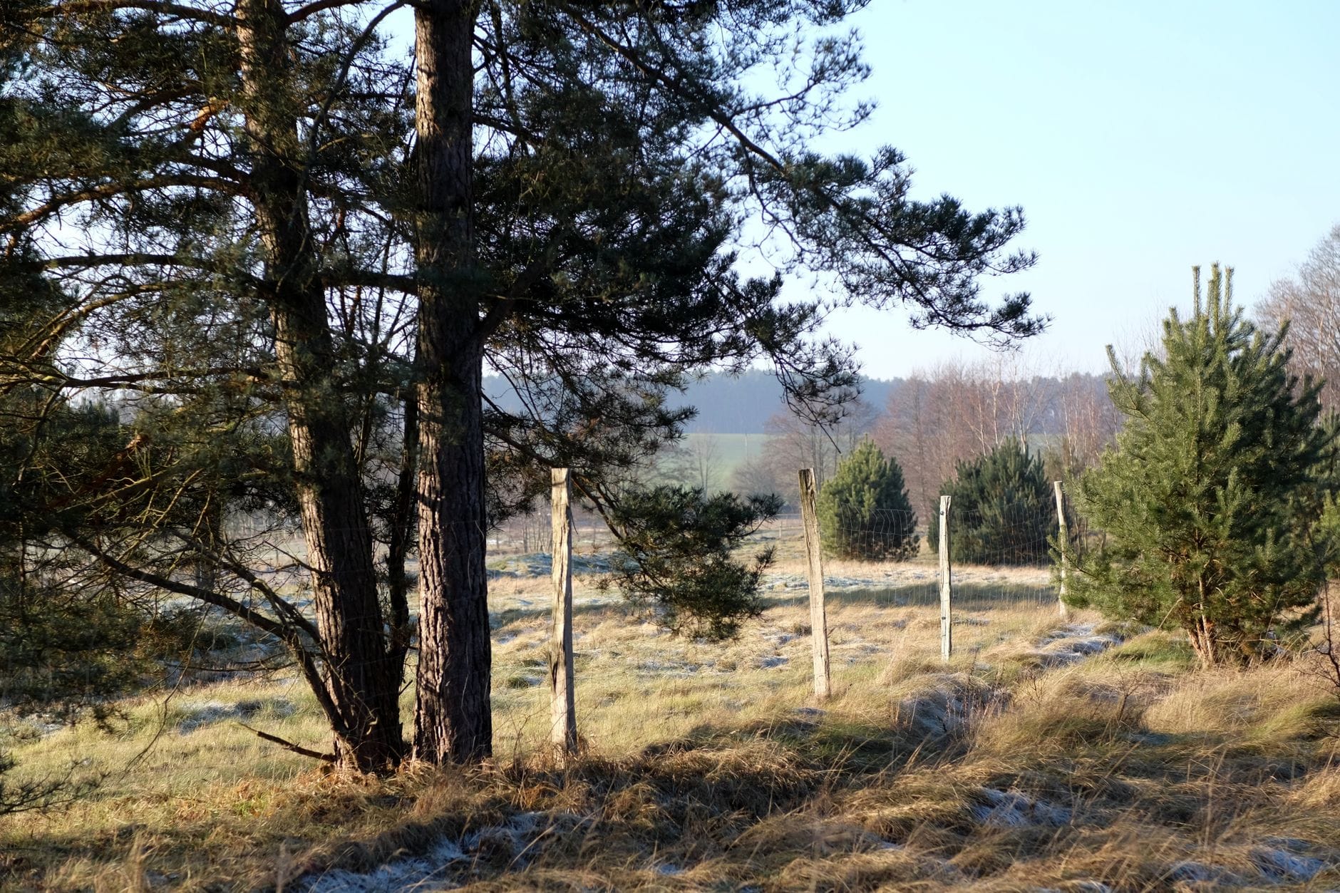 Sosny przy drewnianym ogrodzeniu na wiejskim terenie